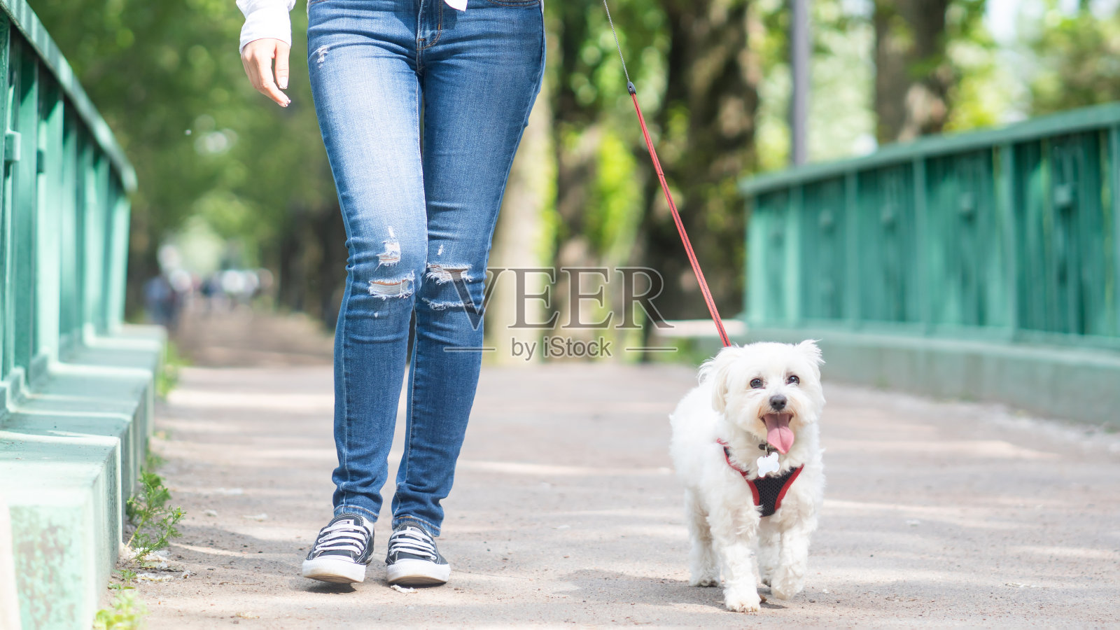 白色的小狗和女主人在桥上走着。用皮带牵着的狗照片摄影图片