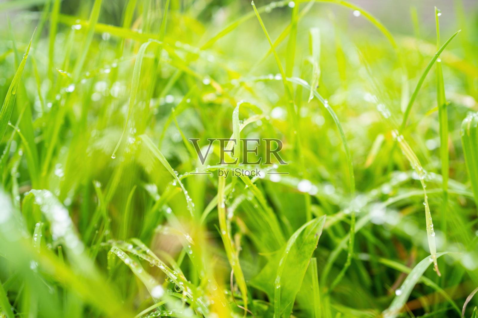 绿草模糊的背景与露珠照片摄影图片