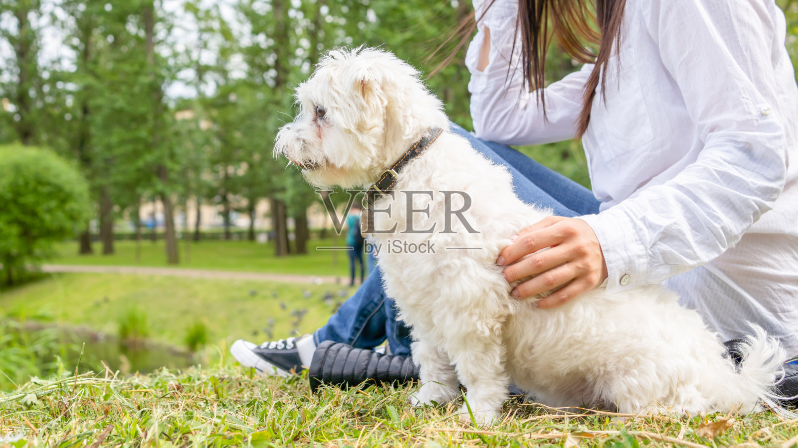 白色的小狗在公园里休息，女主人坐在草地上。照片摄影图片