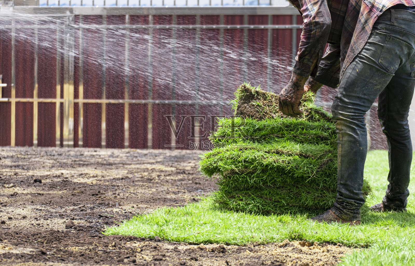 男工人把绿草铺在肮脏的地板上。农民在种植前用金沙施肥。团队成员在草地上喷水。照片摄影图片