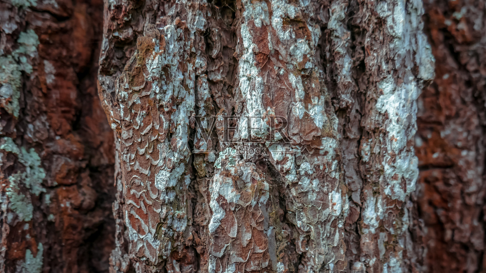 长在森林里的老树的树皮的纹理照片摄影图片