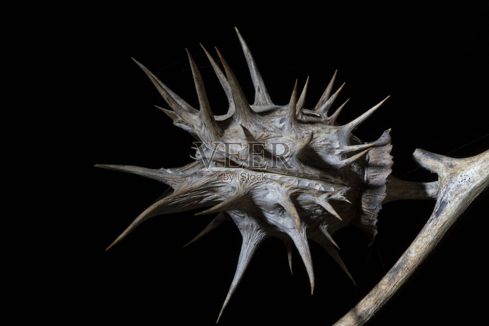 曼陀罗种子荚的宏观照片摄影图片