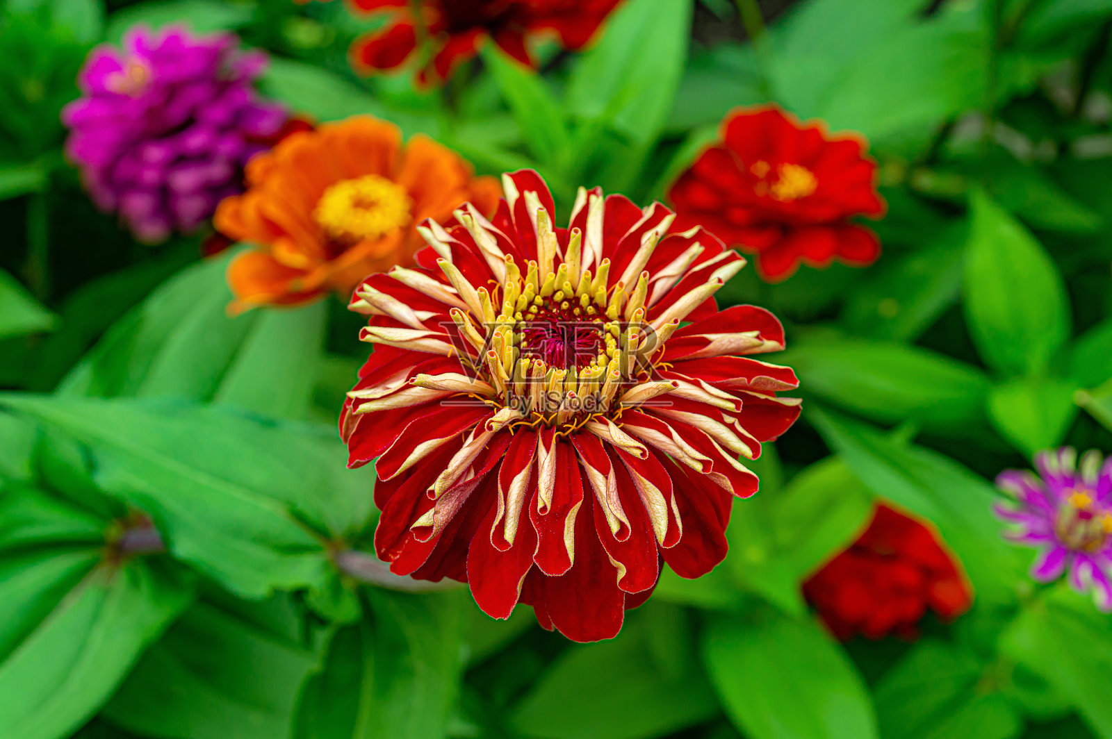 红花百日菊在花园里照片摄影图片