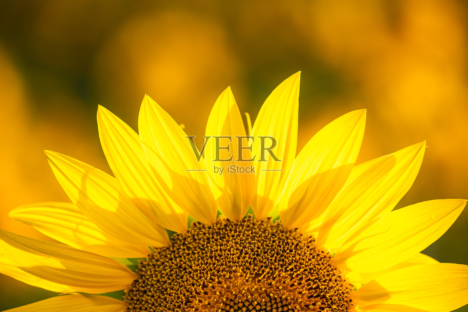 特写和复制空间视野的向日葵与模糊的阳光在日落照片摄影图片