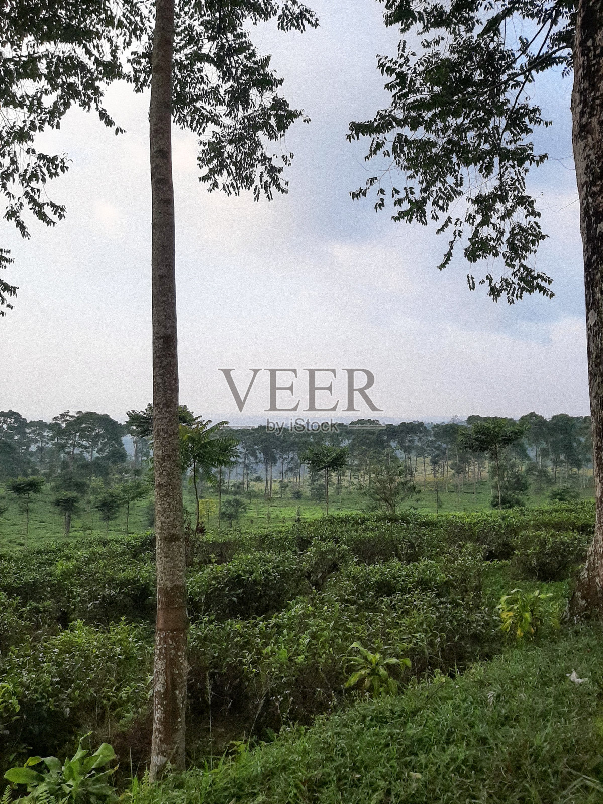 山中茶园的背景照片照片摄影图片