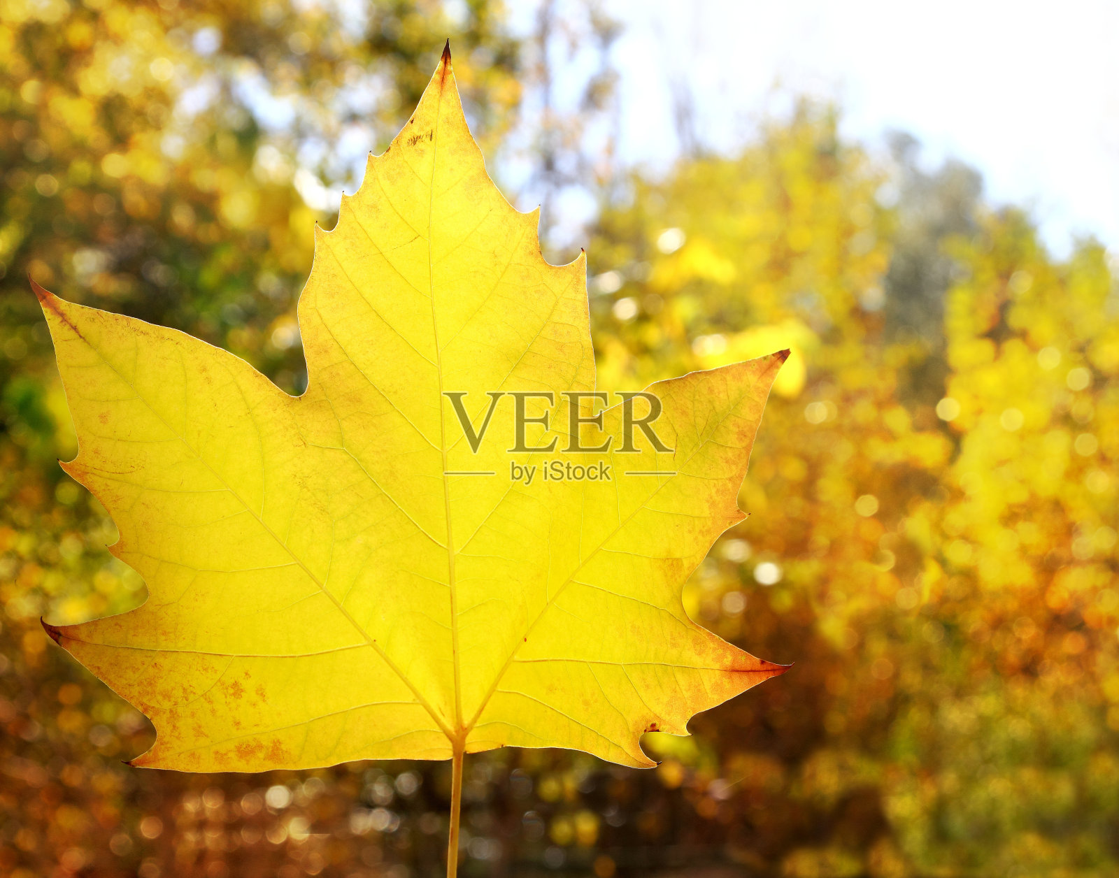 秋天金黄金黄的树叶宏观特写户外森林照片摄影图片