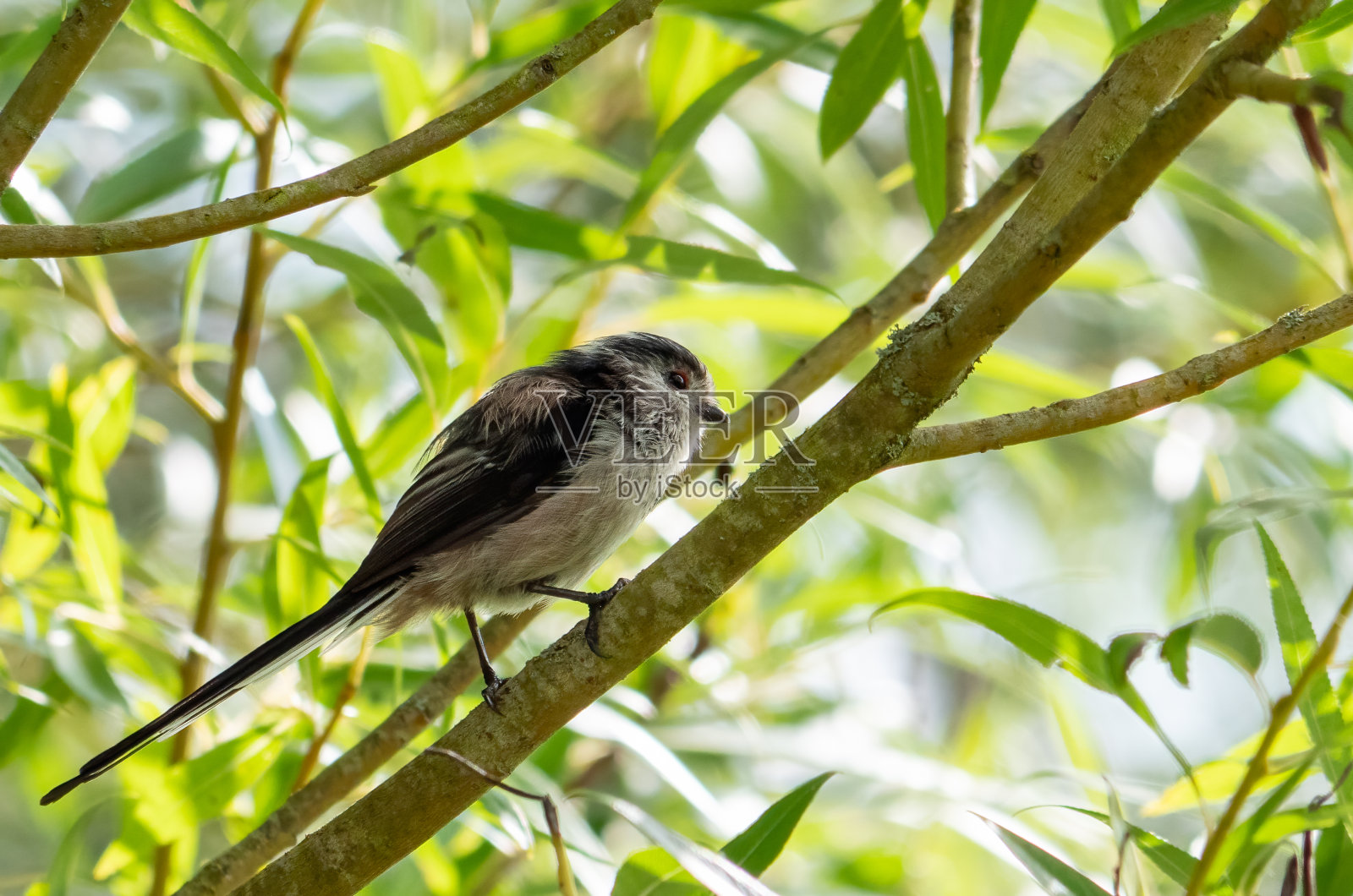 长期跟踪问照片摄影图片