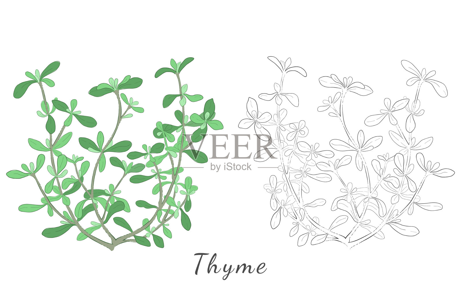 手绘百里香或寻常胸腺插画图片素材