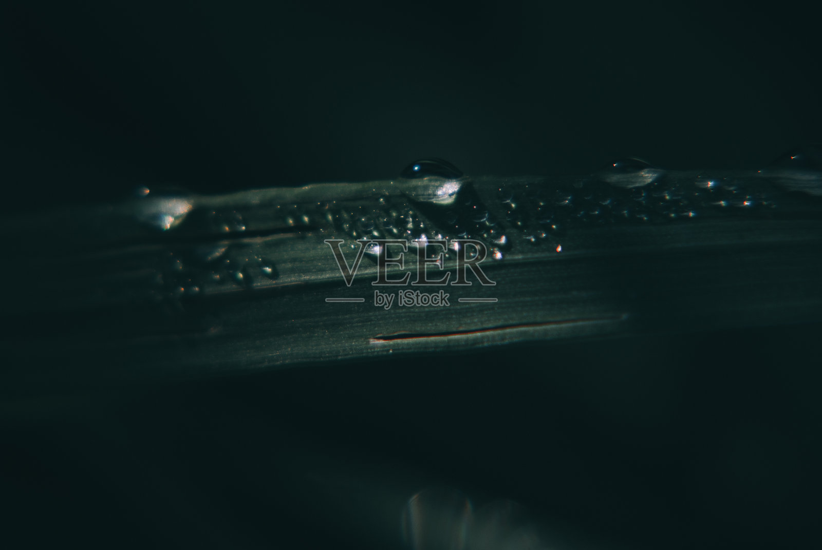 大自然中树叶上雨滴的特写照片摄影图片