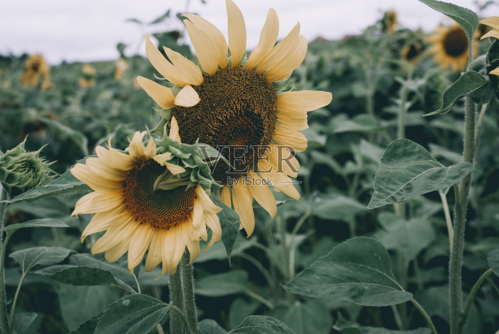田野里美丽的向日葵照片摄影图片