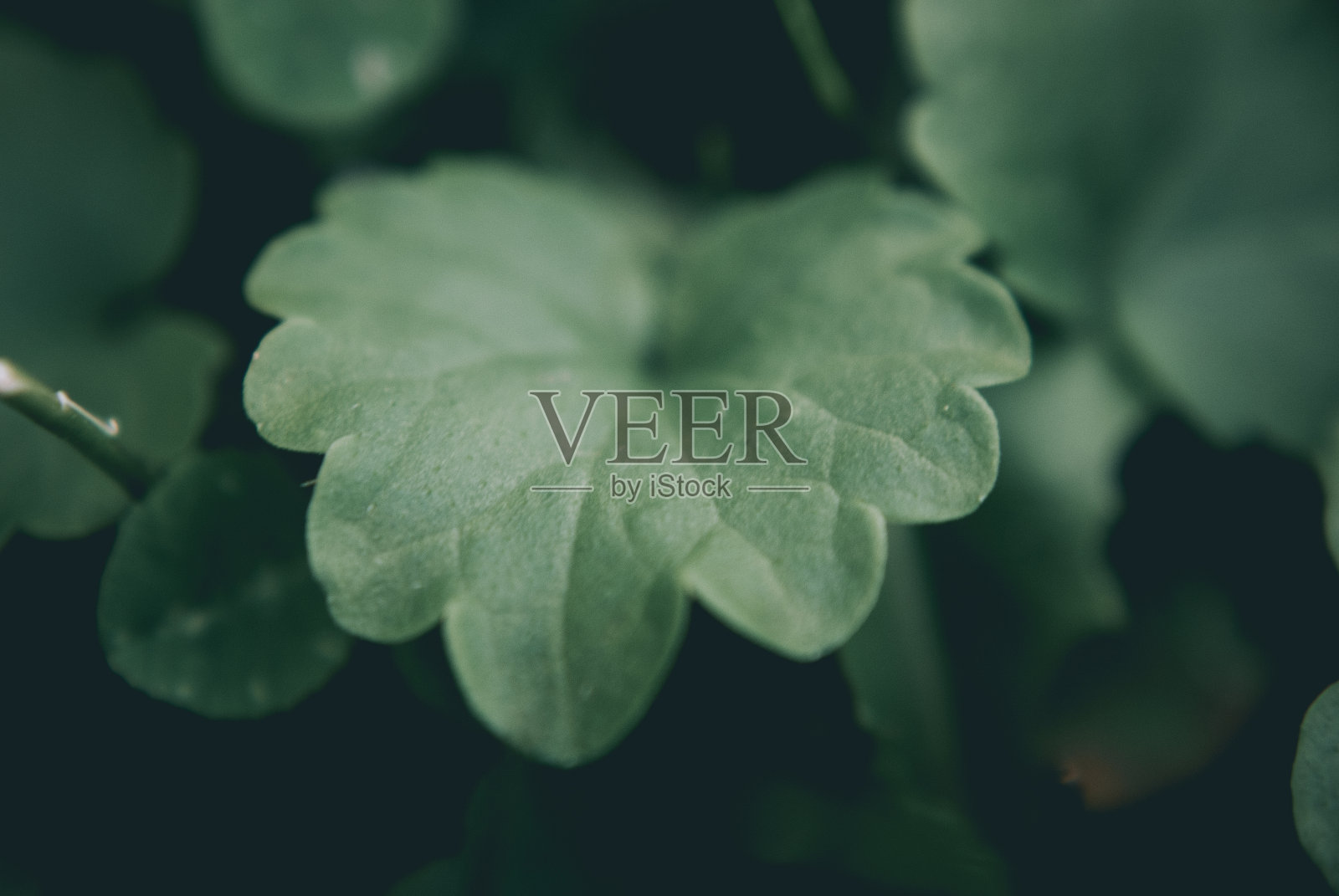 森林里植物根的特写镜头照片摄影图片