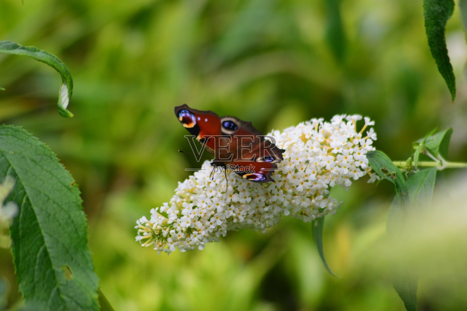 孔雀蝴蝶在白色醉蝶或“蝴蝶丛”上照片摄影图片