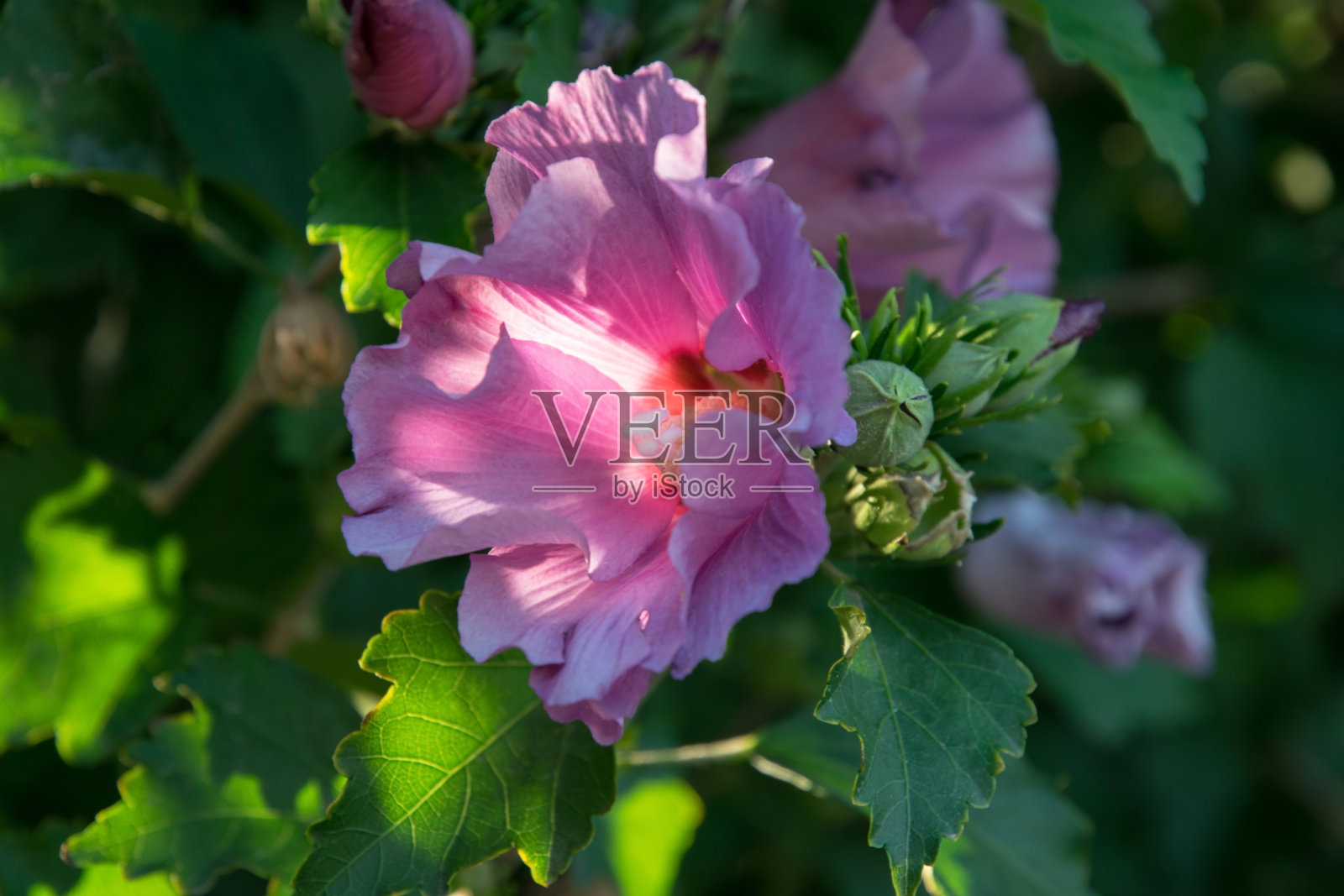 紫薇在阳光下绽放照片摄影图片