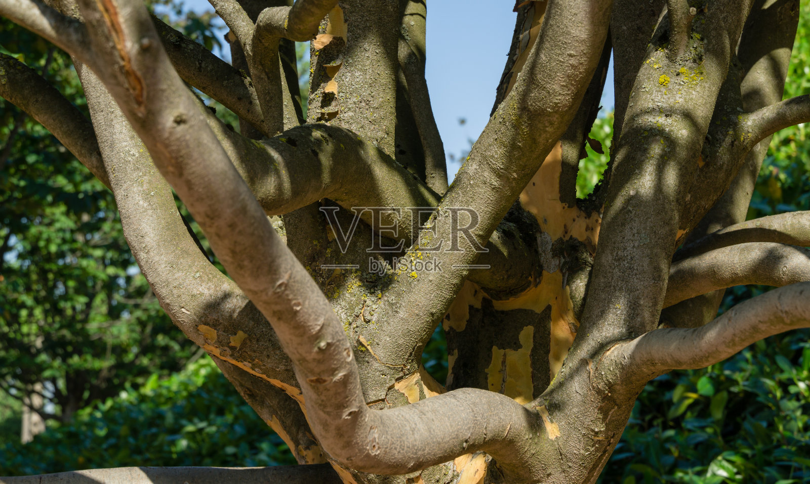 克拉斯诺达尔公共城市公园或加利茨基公园内的桃树或波斯铁树的米色纹理枝条。2021年夏天阳光明媚照片摄影图片