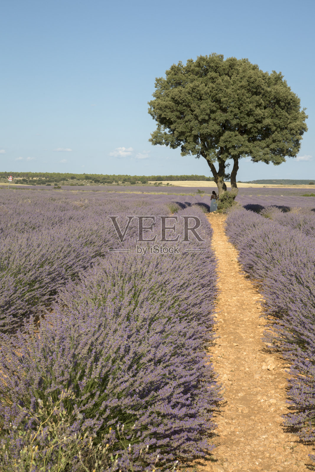 瓜达拉哈拉布里韦加薰衣草田的游客照片摄影图片