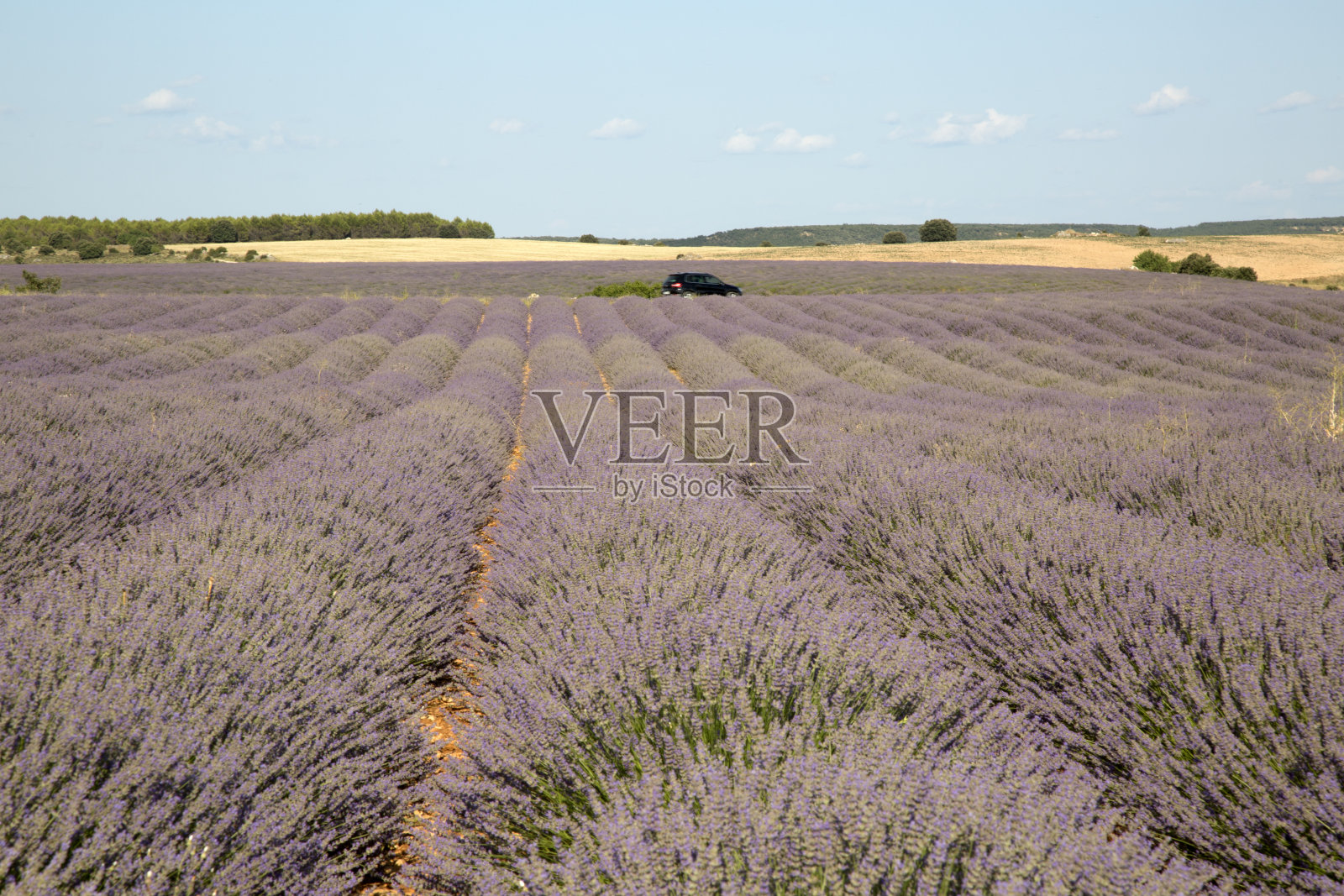 瓜达拉哈拉布里韦加的汽车和薰衣草田照片摄影图片