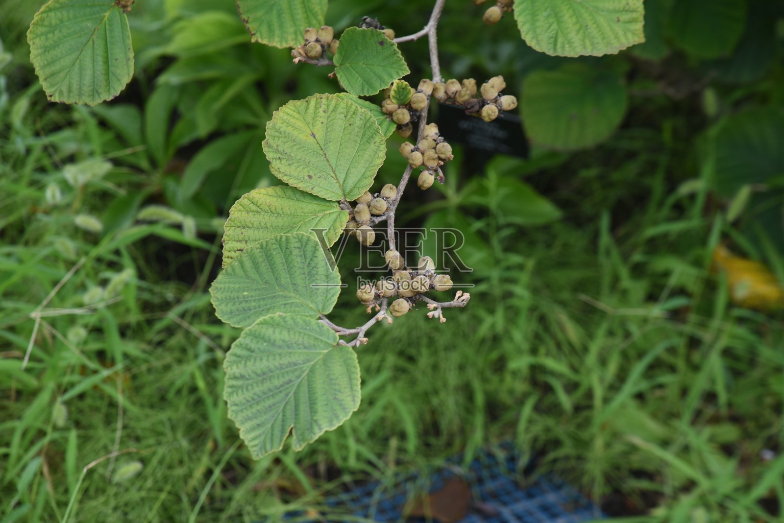日本金缕梅的果实。照片摄影图片