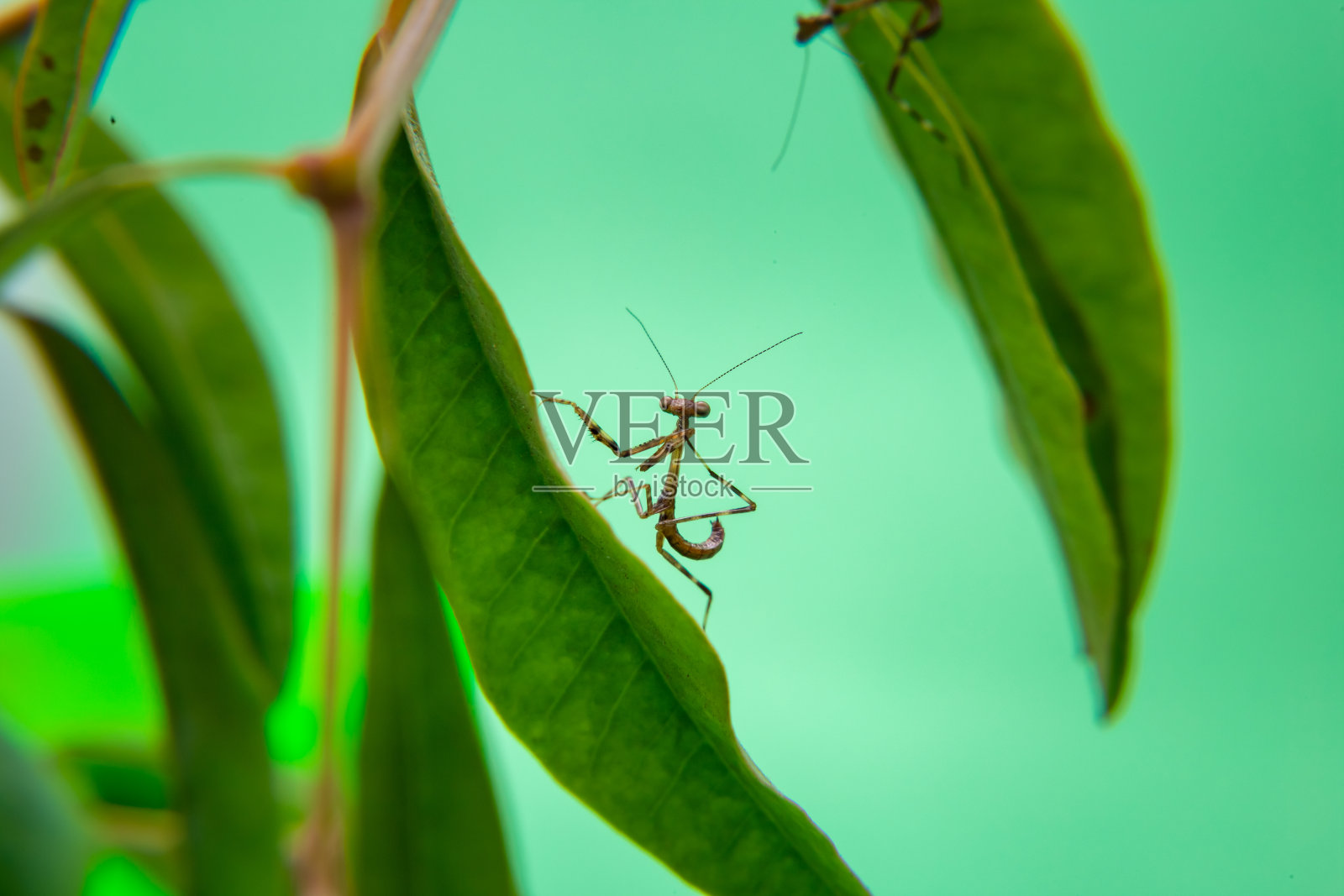 植物上的一只螳螂。照片摄影图片