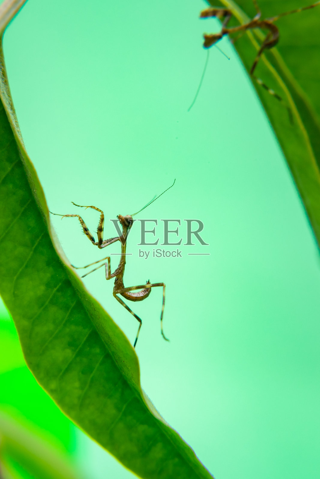植物上的一只螳螂。照片摄影图片