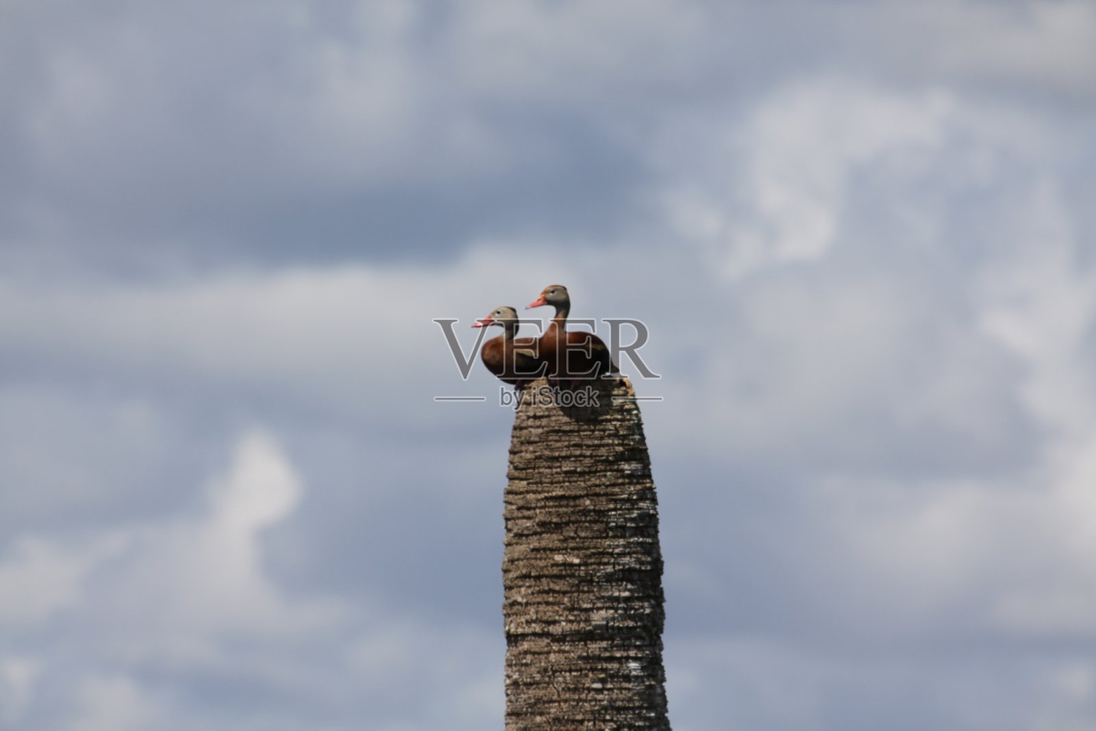 2021年7月17日，佛罗里达州布里瓦德县的维埃拉湿地照片摄影图片