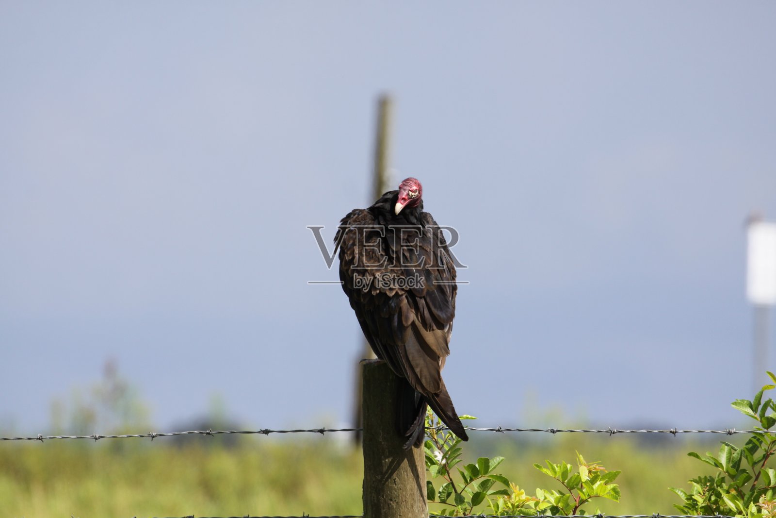 维埃拉湿地，佛罗里达州布里瓦德县照片摄影图片
