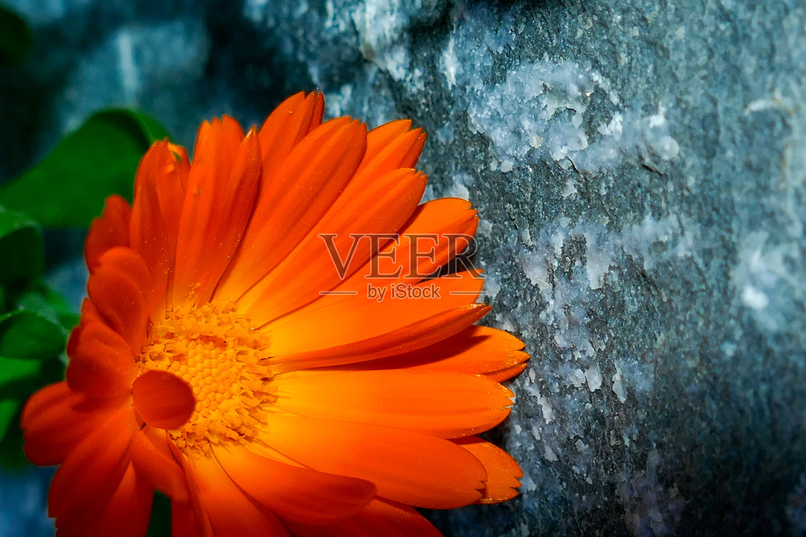 金盏花照片摄影图片