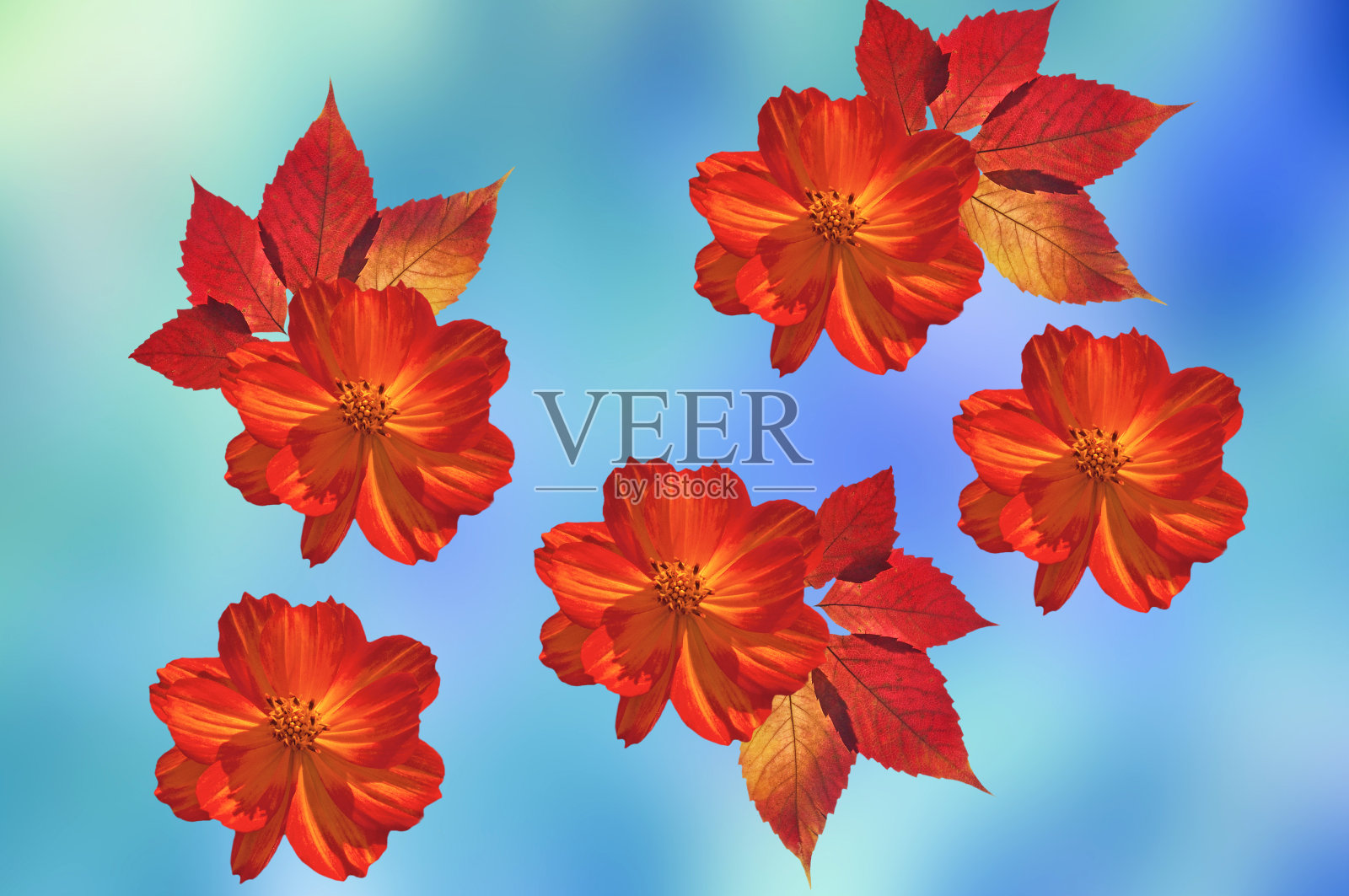 鲜艳的红色黄色花朵Cósmos特写与秋天的叶子在蓝色抽象的背景照片摄影图片