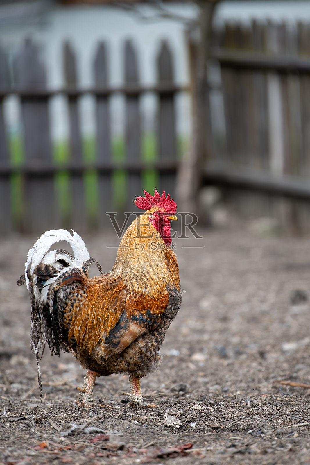 一只公鸡在夏天走在农场的院子里照片摄影图片