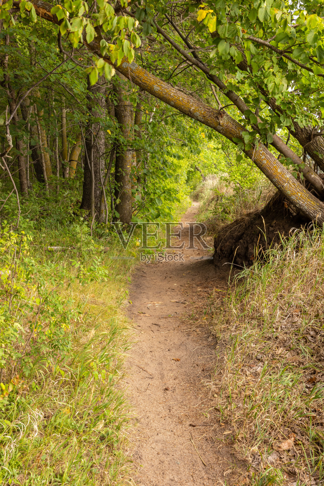 森林徒步旅行照片摄影图片