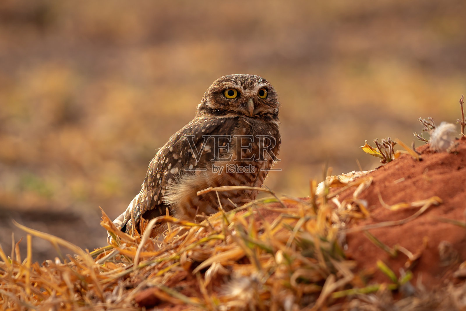 成人穴居猫头鹰照片摄影图片