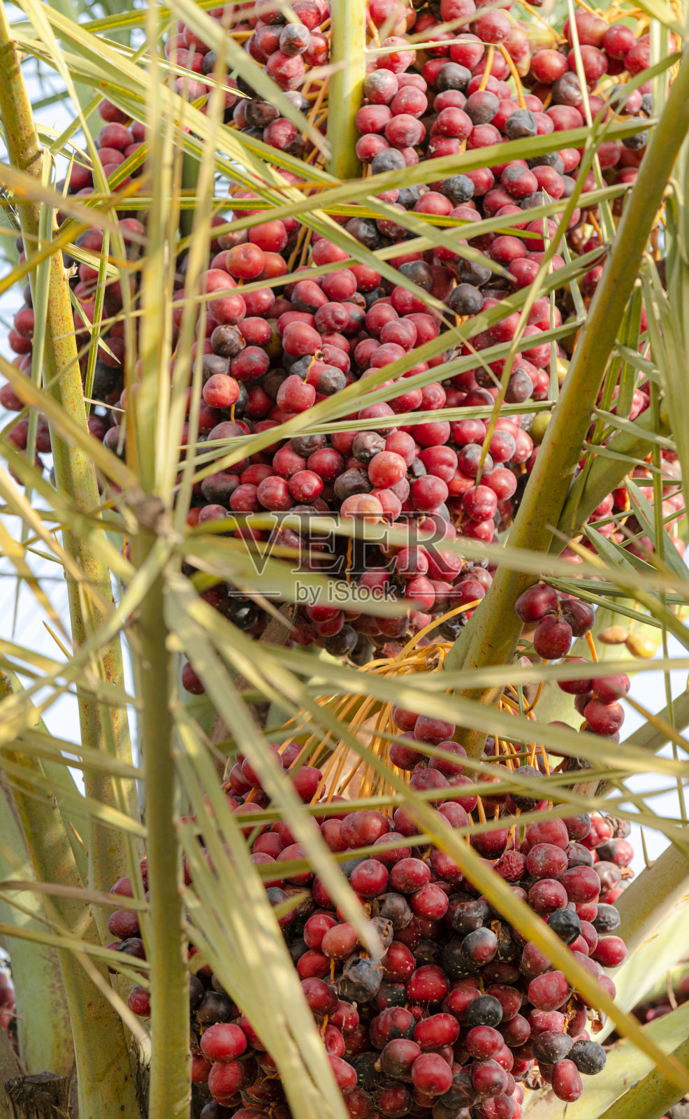 椰枣上的一串黄色的枣子照片摄影图片