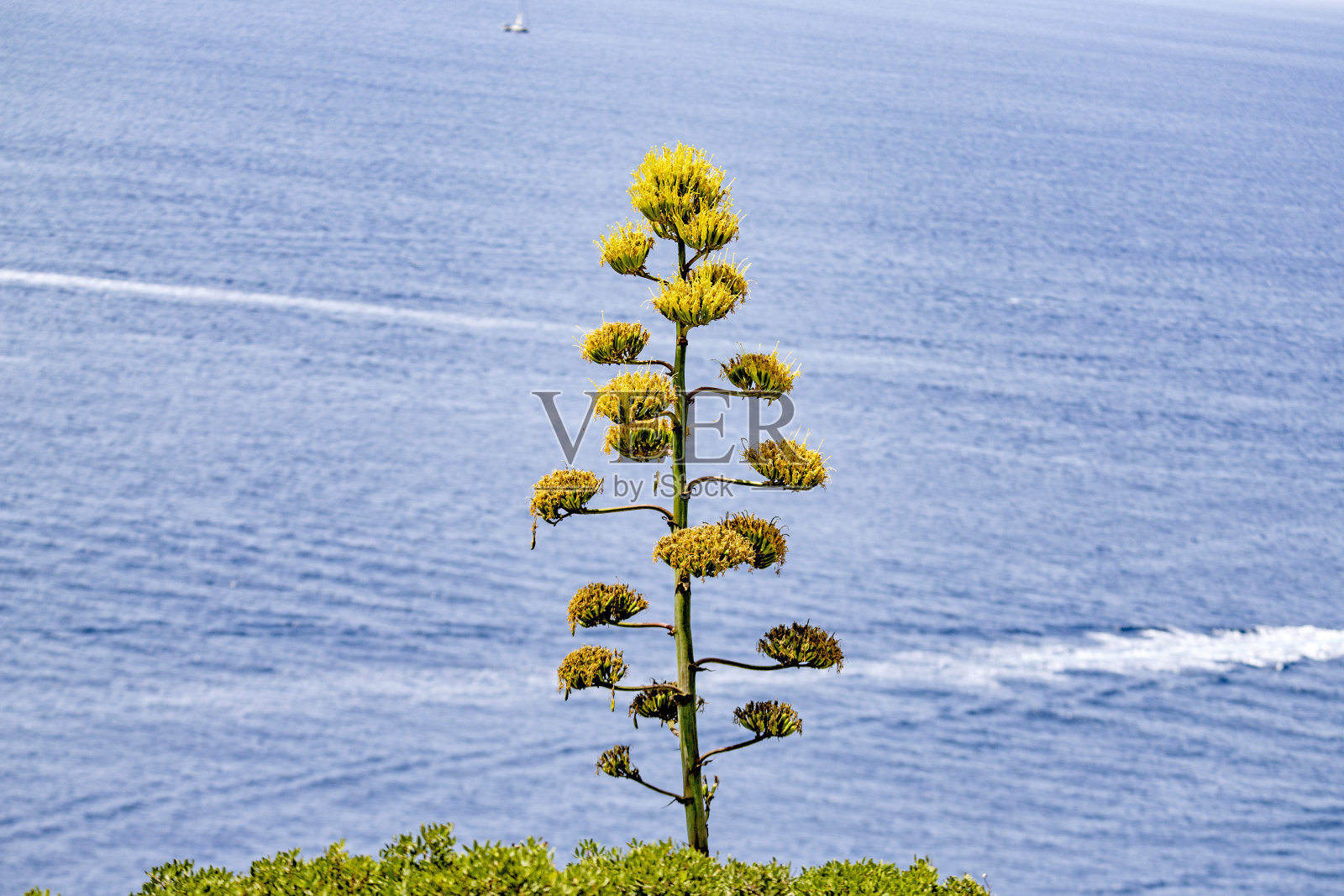 南科西嘉岛的博尼法西奥照片摄影图片