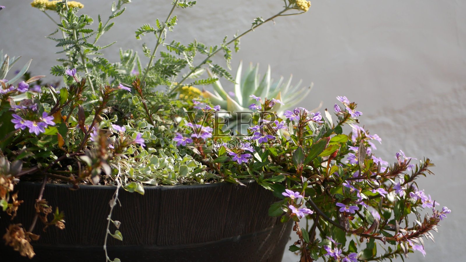 美国加利福尼亚的装饰性花园花卉，家庭园艺。装饰植物花卉栽培。植物开花，多汁植物的颜色照片摄影图片