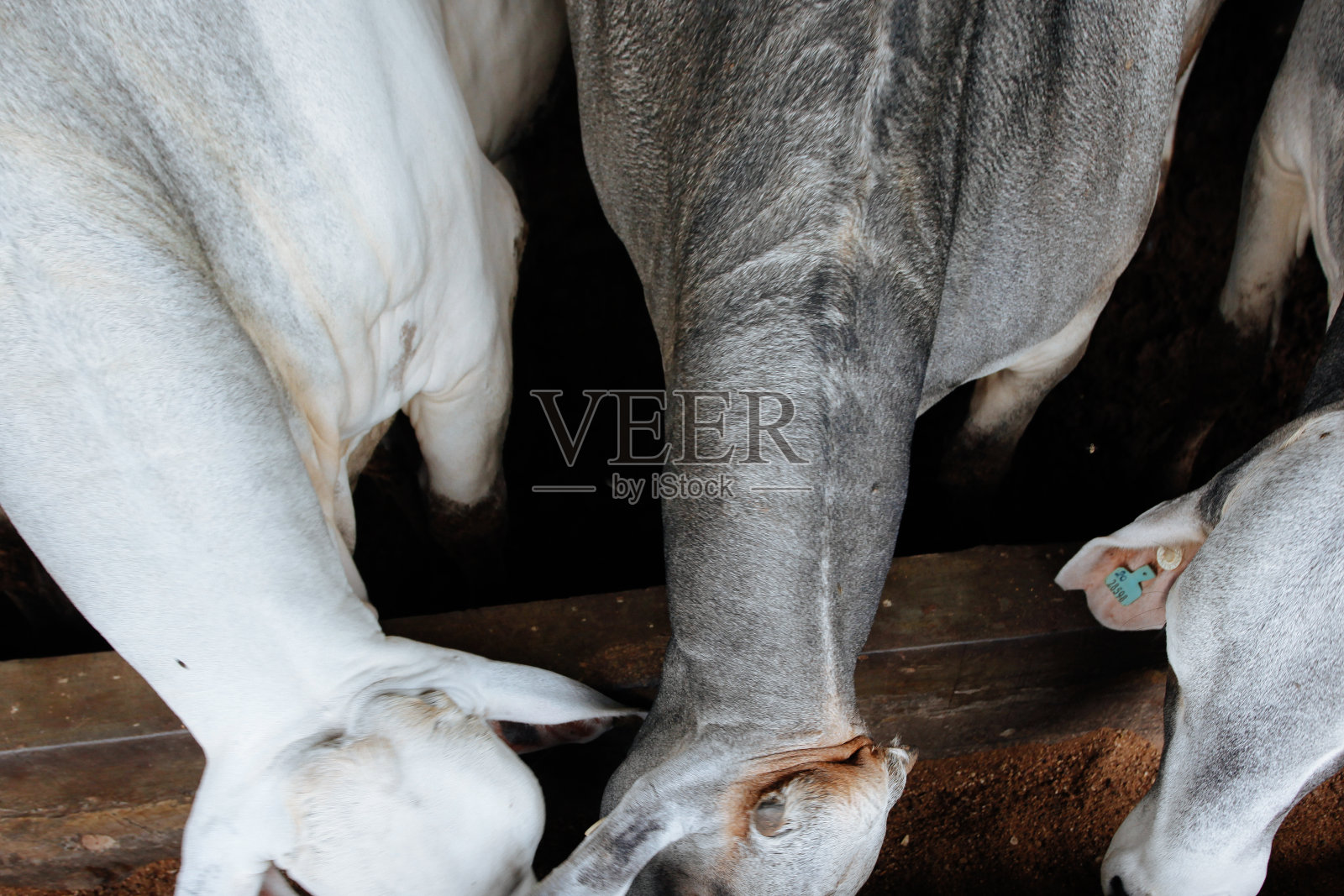 印度尼西亚，Jatinangor - 2018年3月30日:三头牛在吃东西的特写照片照片摄影图片