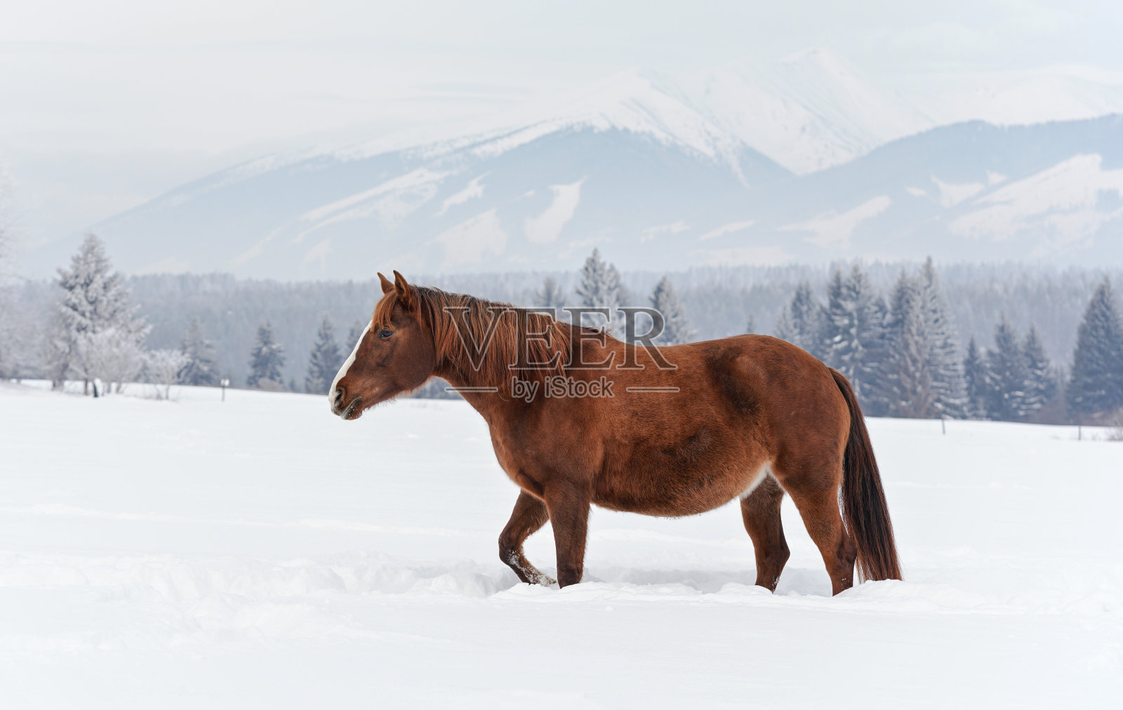 冬天，棕色的马走在白雪覆盖的田野上，模糊了树木的背景照片摄影图片