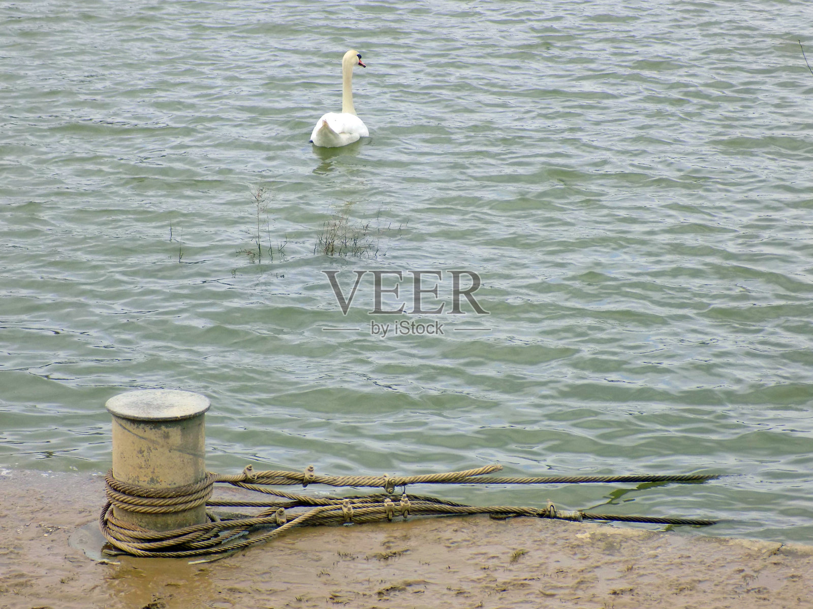 天鹅漂浮在河边的码头上照片摄影图片