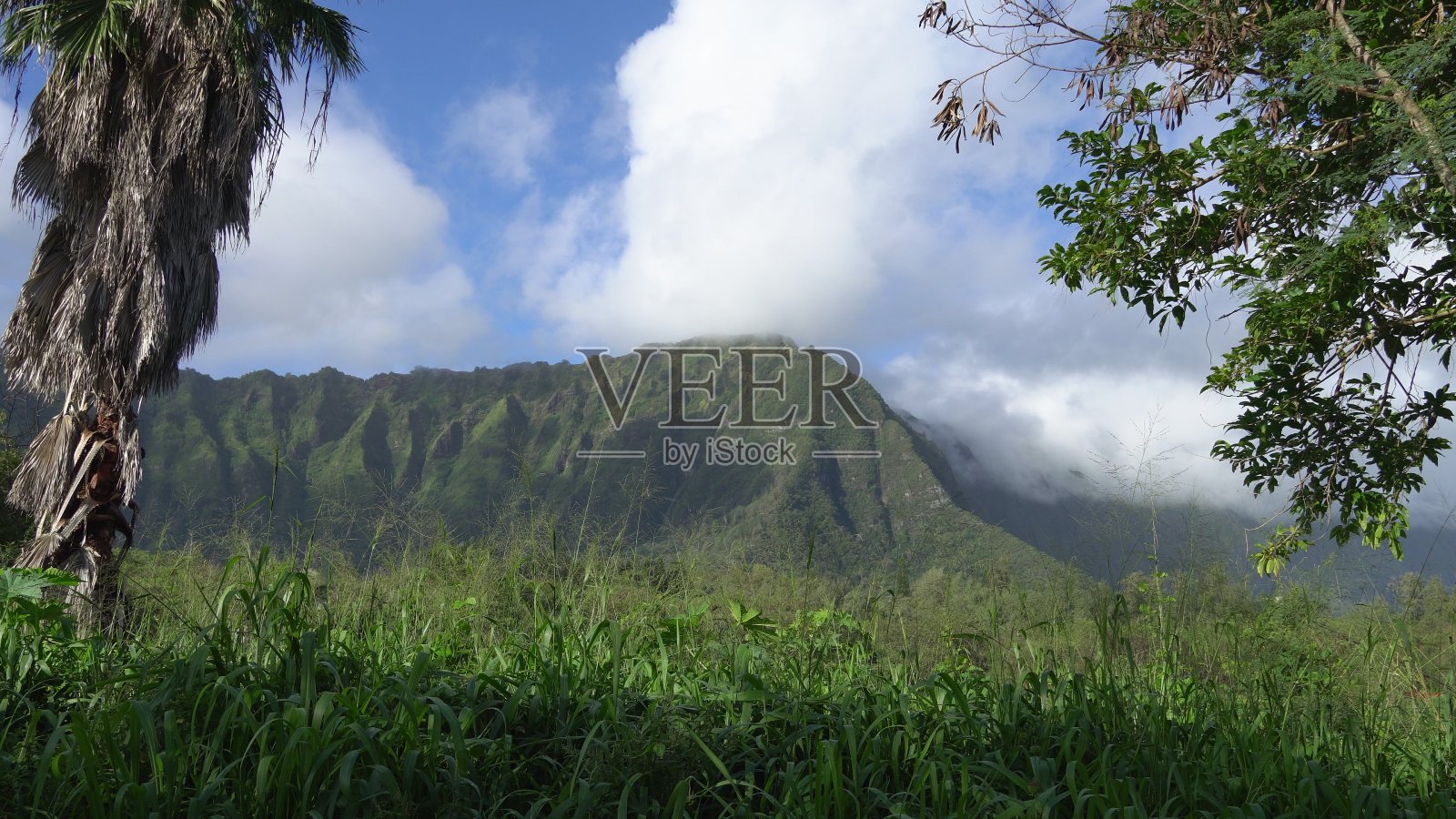 观赏热带雨林和落基山脉。夏威夷热带瓦胡岛。晴朗的日子，蓝天上白云朵朵。照片摄影图片
