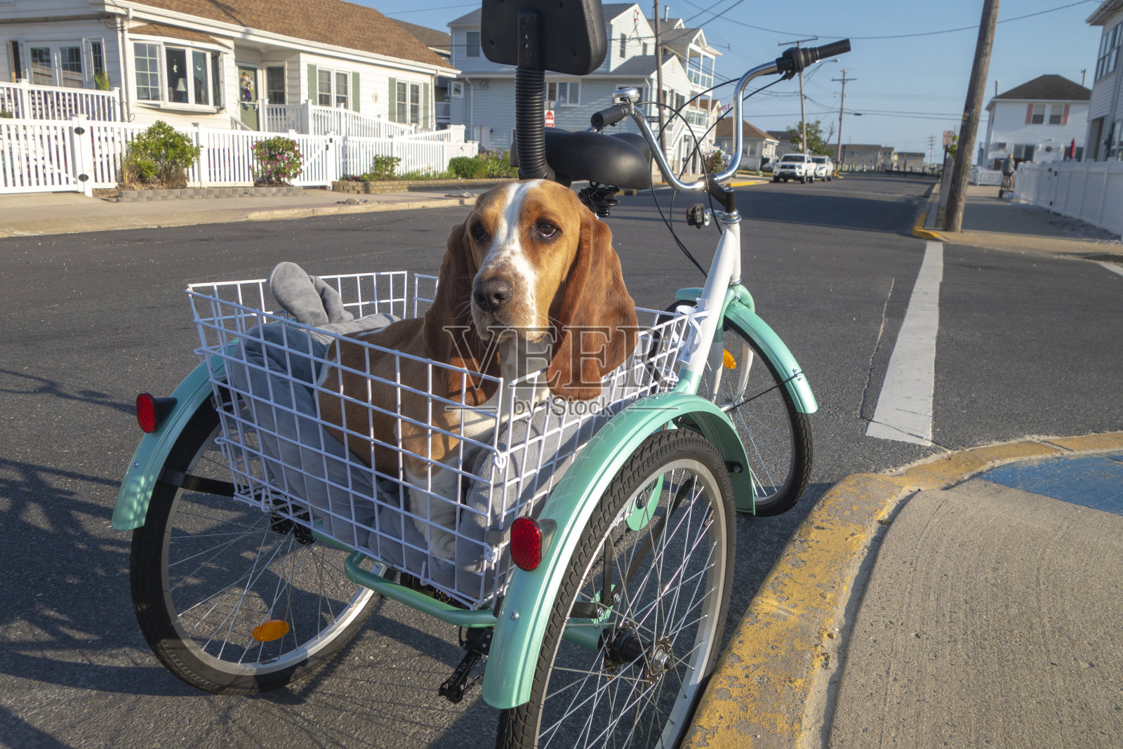 夏天，巴吉度猎犬在街上骑着三轮自行车照片摄影图片