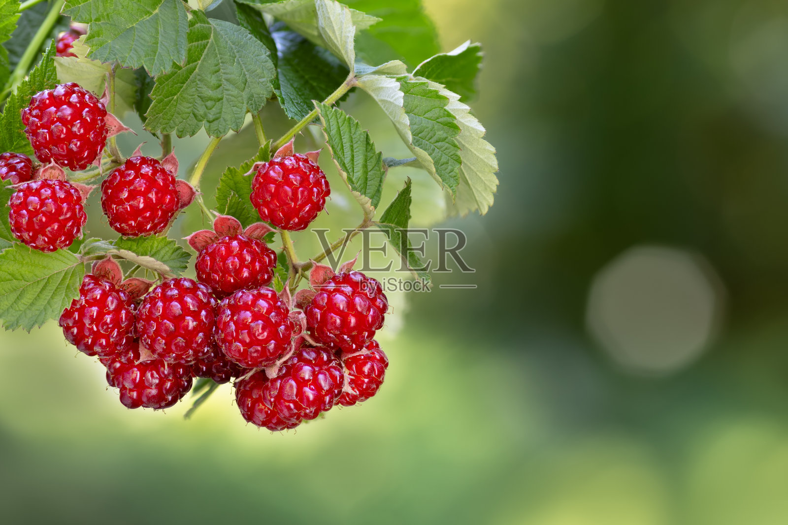 成熟的红覆盆子在绿色背景的灌木上照片摄影图片