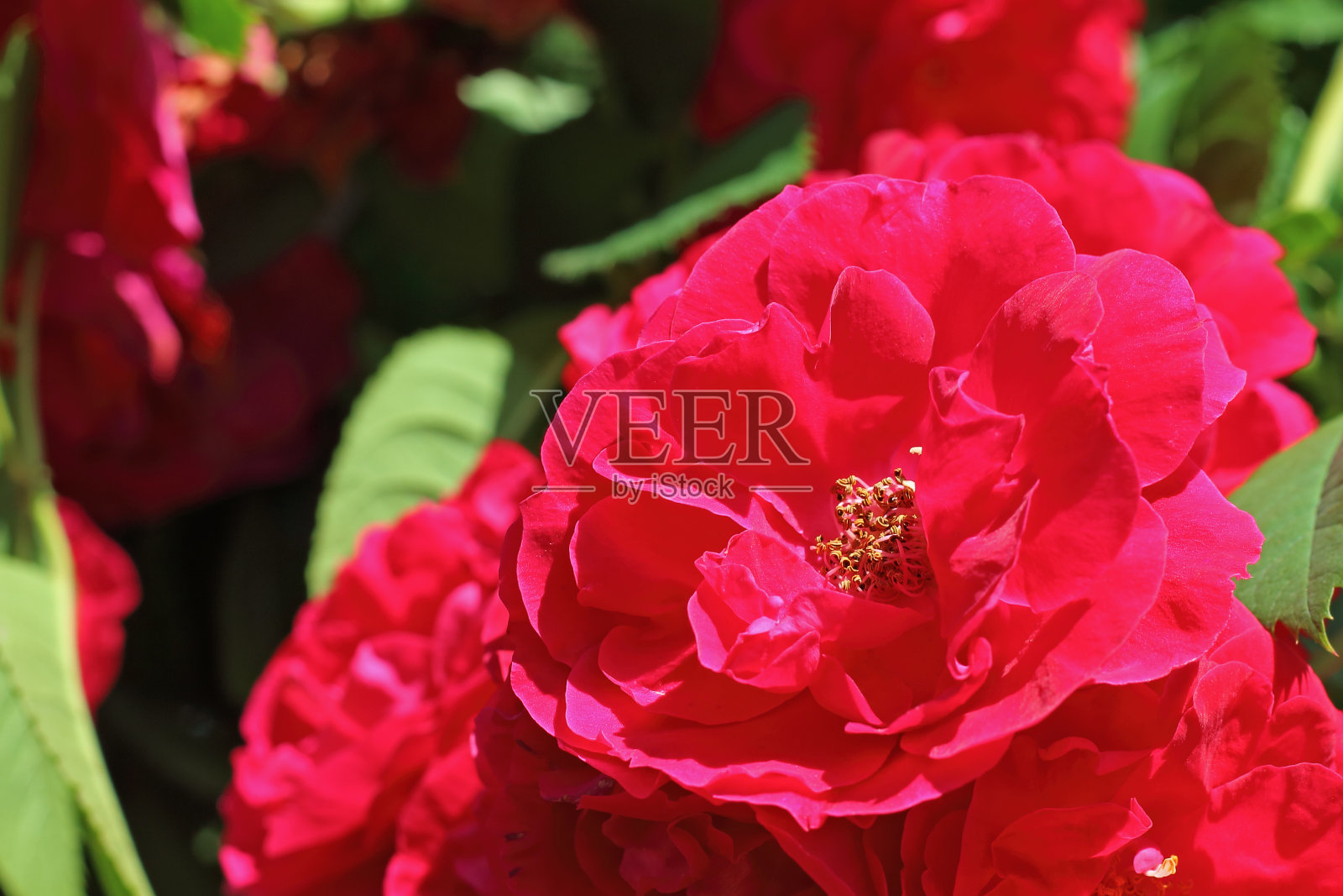 攀登玫瑰花照片摄影图片