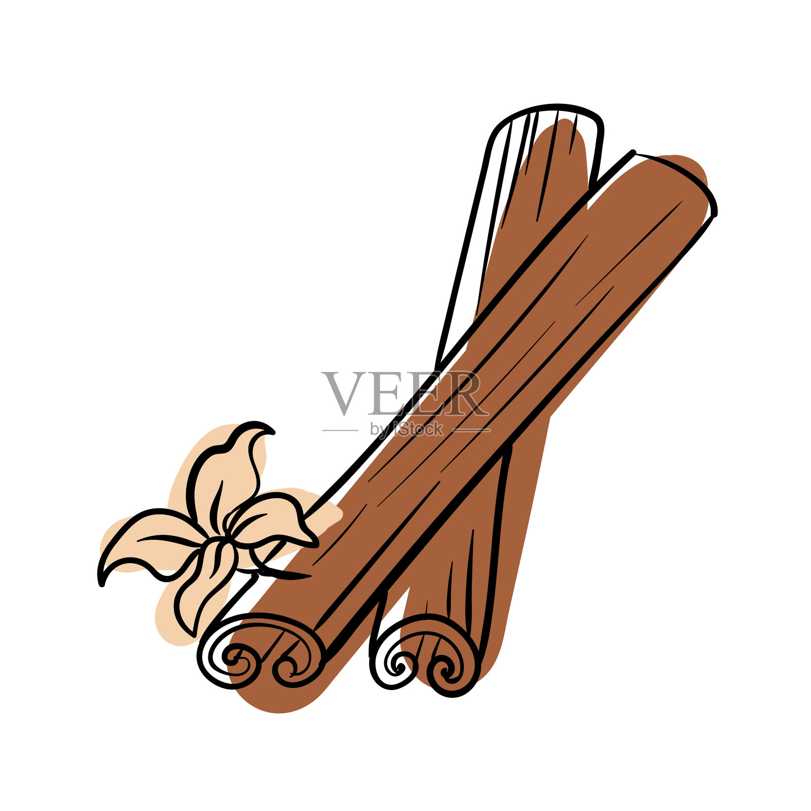 肉桂棒和香草花。调味料。矢量插图孤立的白色背景。设计元素图片