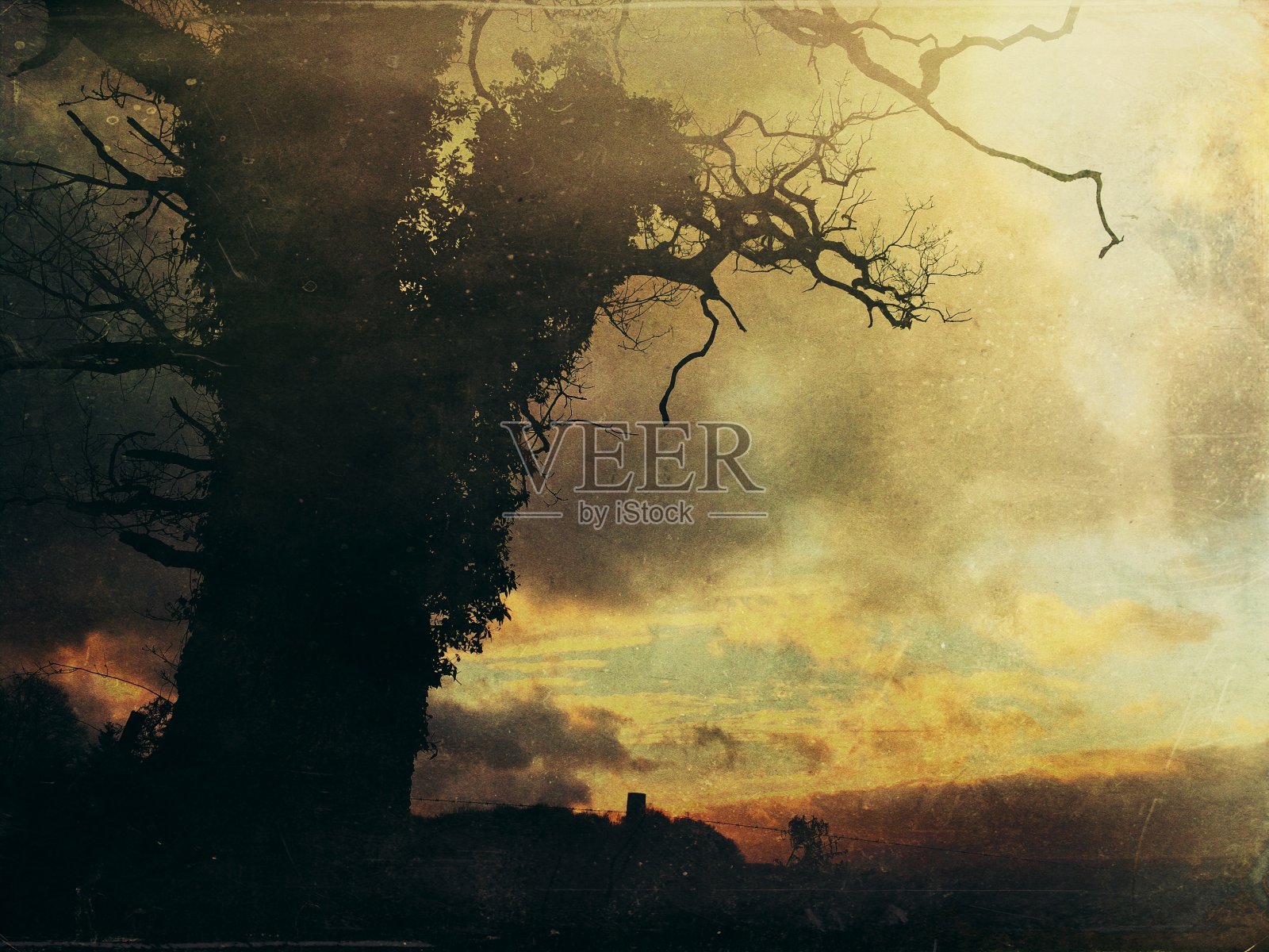 日落时分的古老橡树照片摄影图片