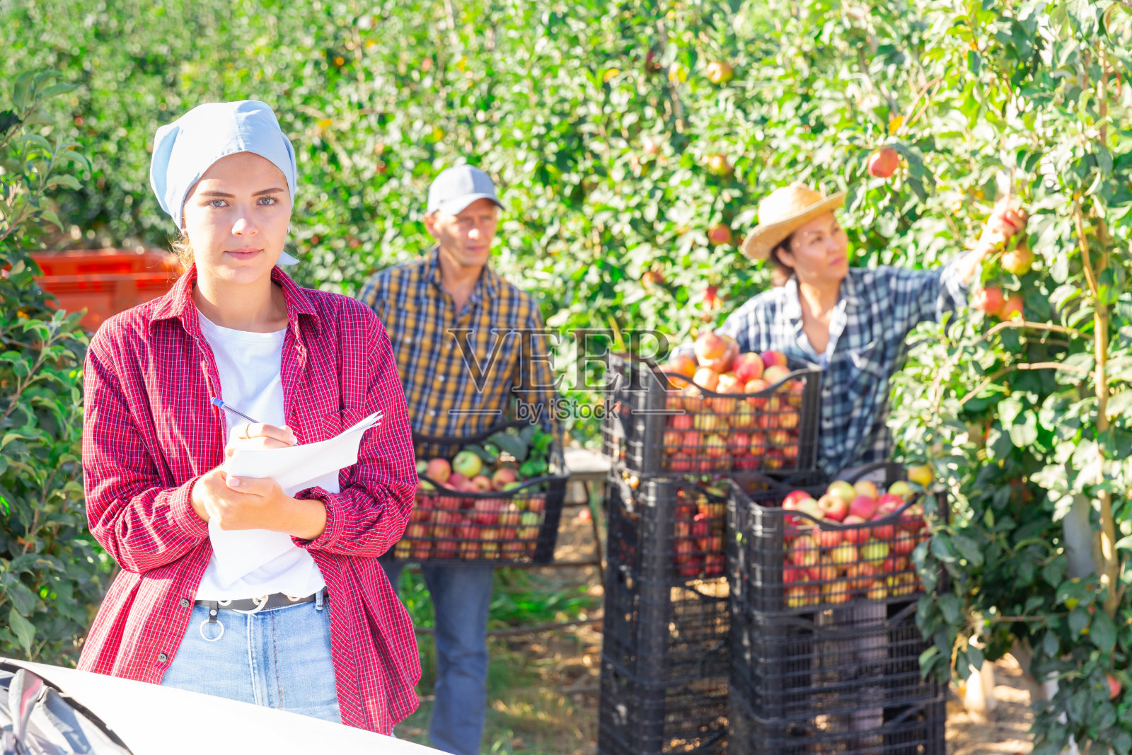 收获苹果时，一位年轻的女农民拿着纸站在花园里照片摄影图片