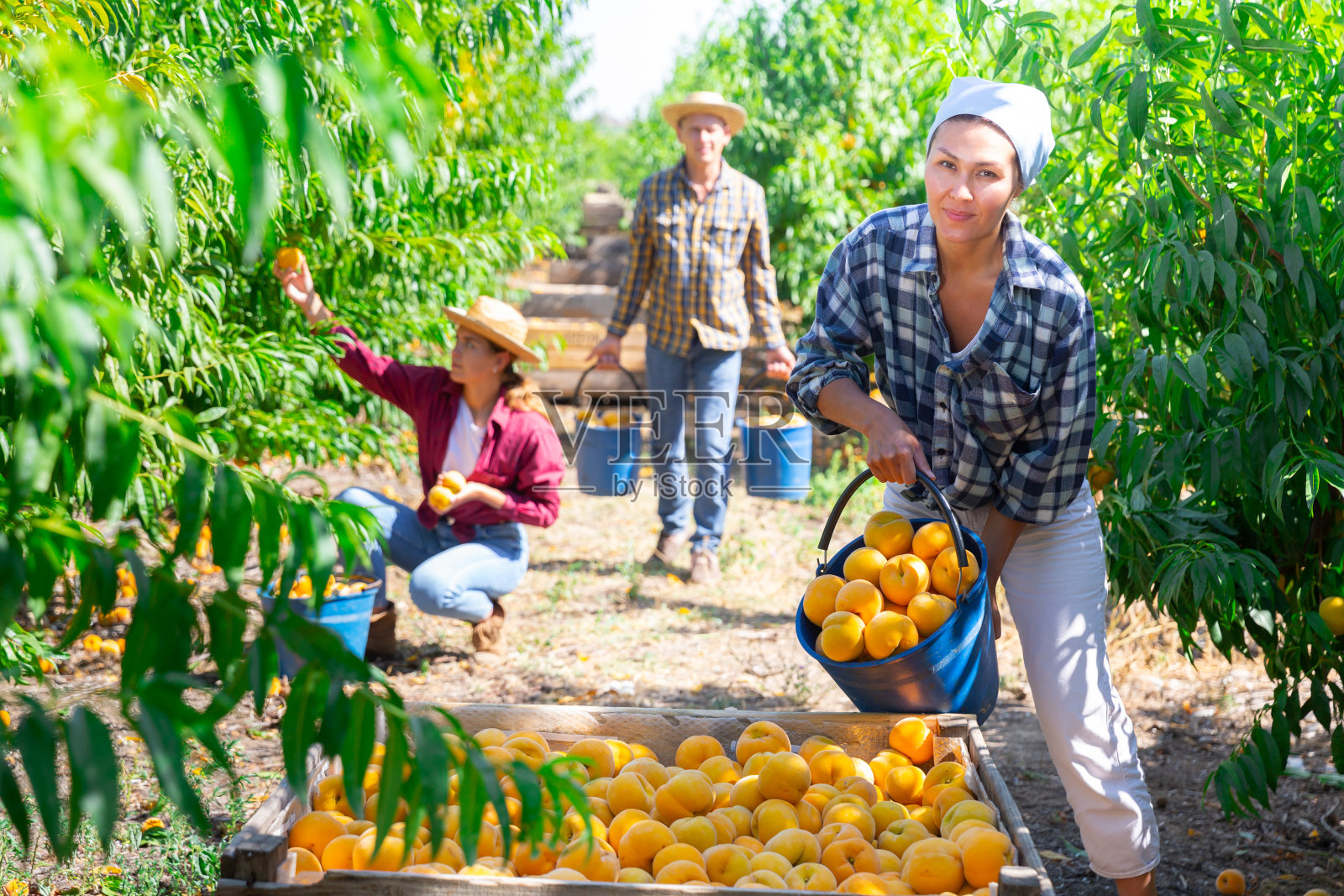 一个女人把收获的熟桃子从桶里放进运输箱里照片摄影图片