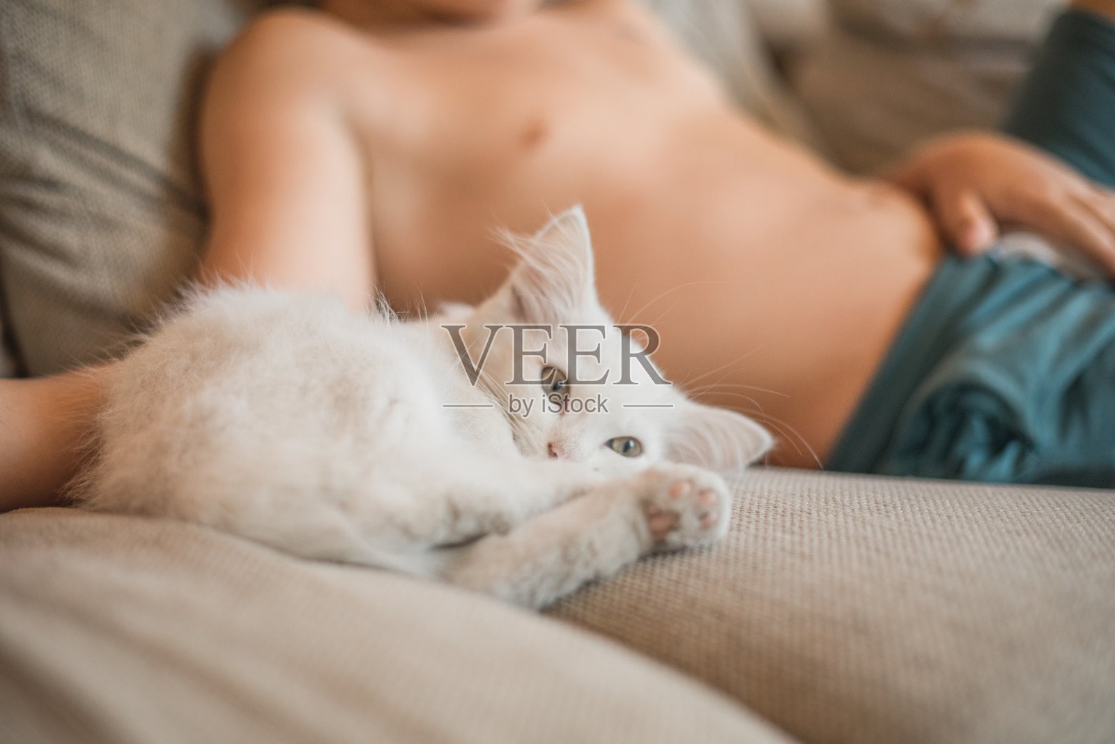 孩子在和小猫玩。孩子抱着白猫。小男孩依偎着可爱的宠物动物坐在阳光明媚的客厅沙发上。孩子们玩宠物照片摄影图片