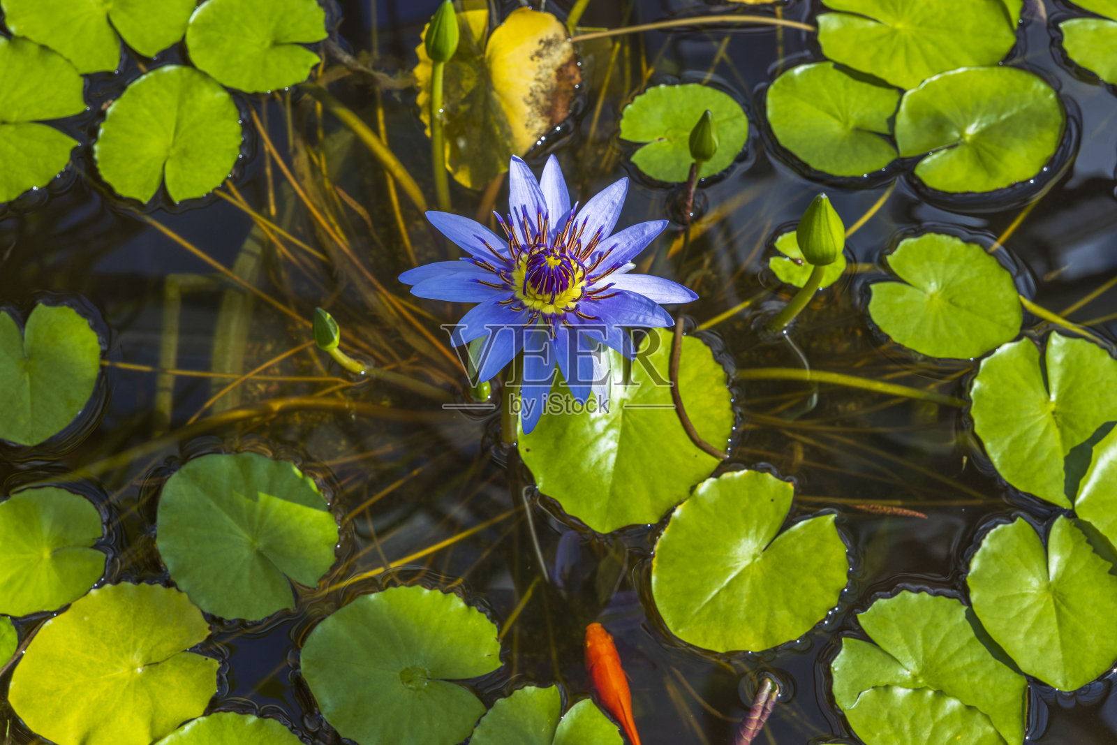 近距离观察蓝靛睡莲热带花蓝色睡莲。瑞典。照片摄影图片