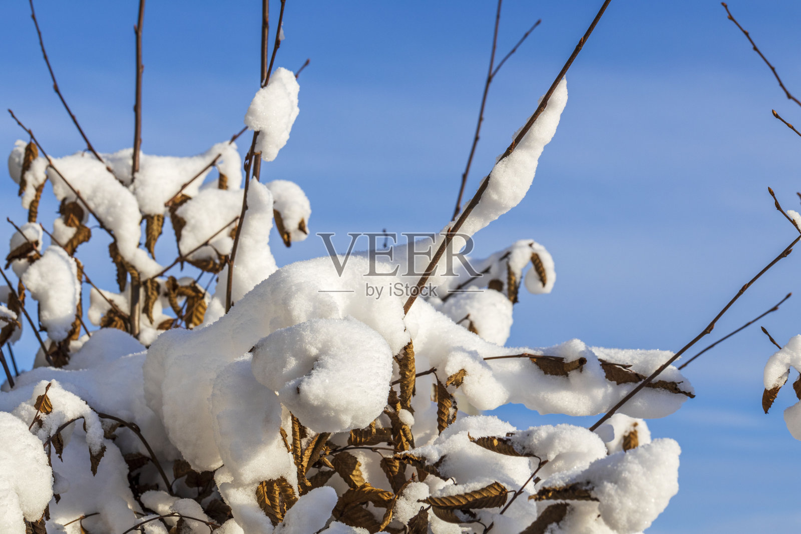 美丽的冬天。冬天下雪的树。冬天的一天。美丽的冬天背景。瑞典。照片摄影图片