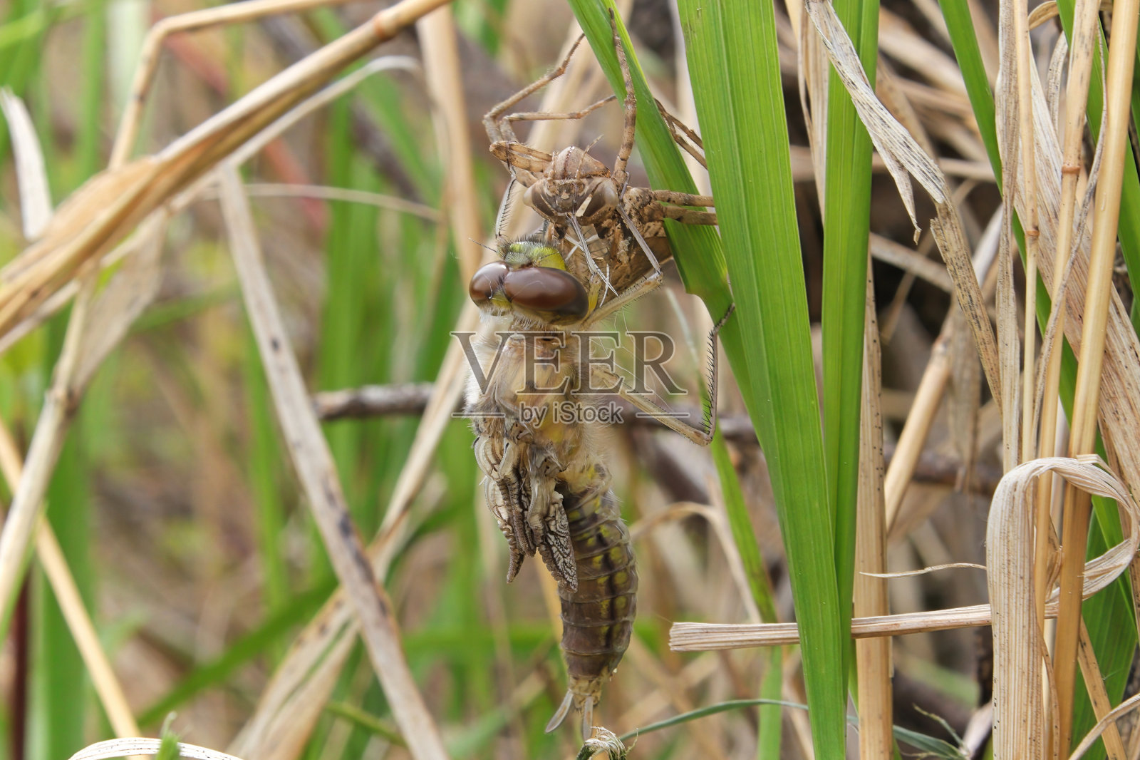 一只蜻蜓从蛹中出来的宏观视图照片摄影图片