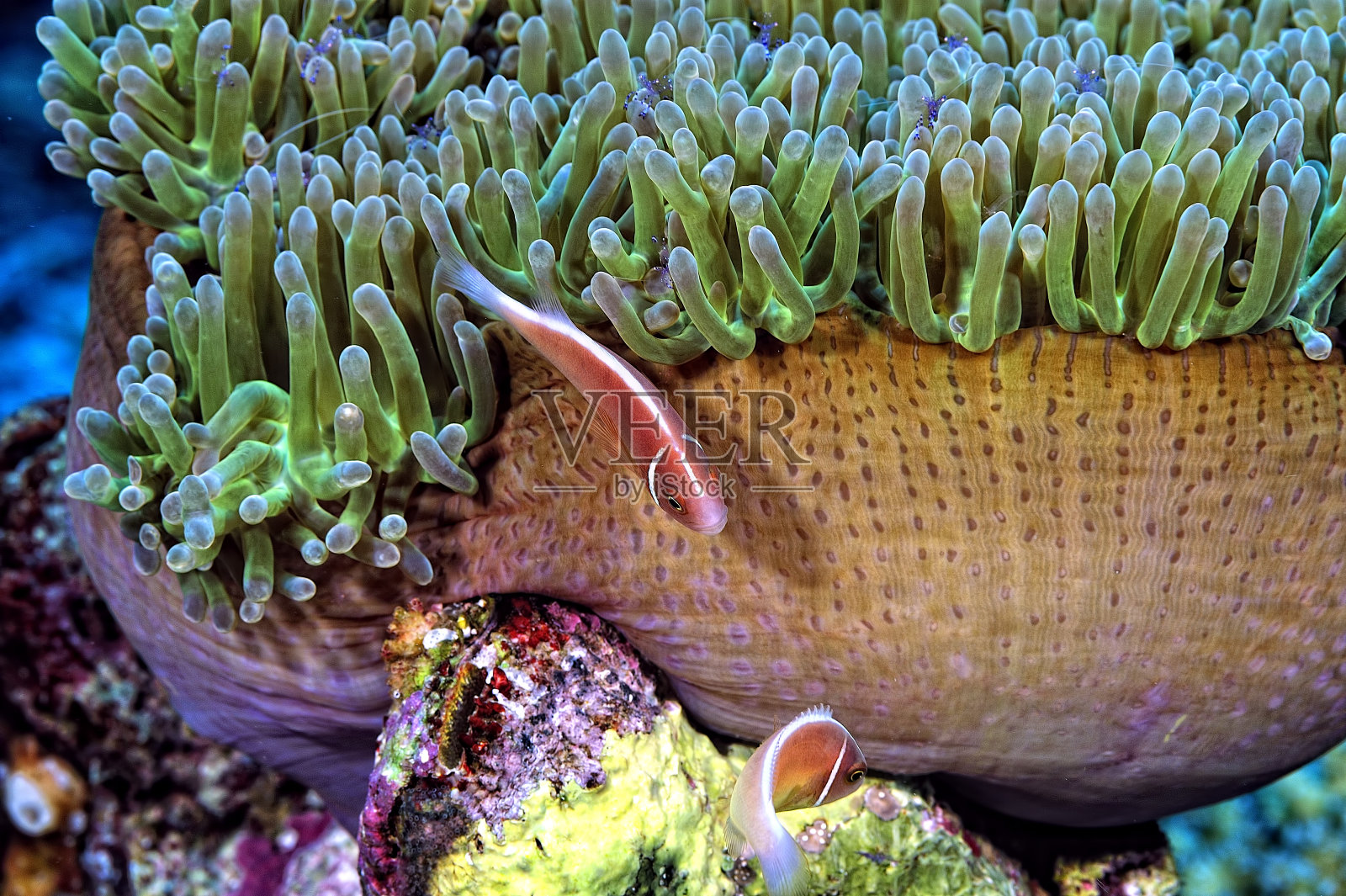 一张美丽海葵的照片，它是小丑鱼照片摄影图片