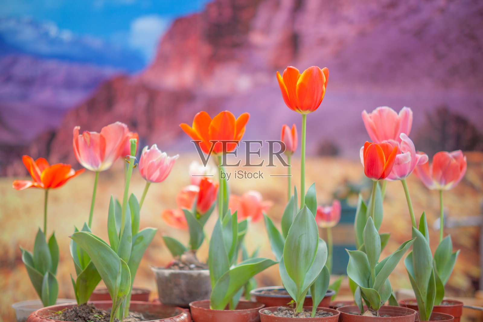 郁金香在春天开花照片摄影图片